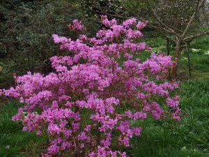 Rhododendron kiyosumense