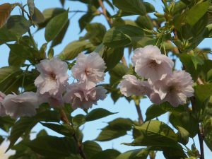 Prunus ‘Matsumae Akathu Kinokana’