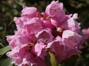 Rhododendron fargesii