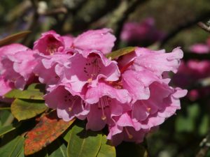 Rhododendron fargesii