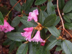 Rhododendron johnstoneanun ‘Johnny Johnstone’