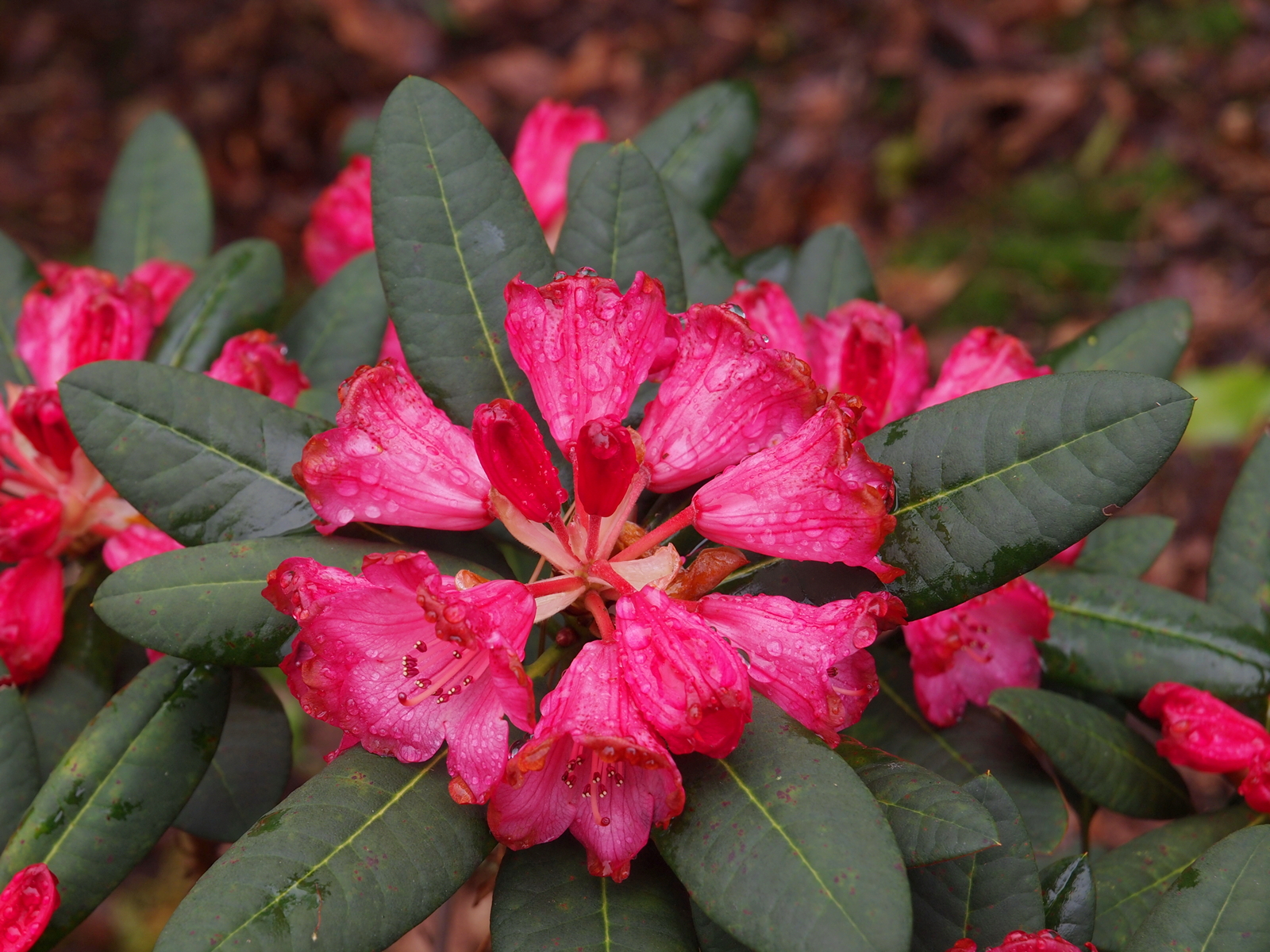 10th April The Garden Diary