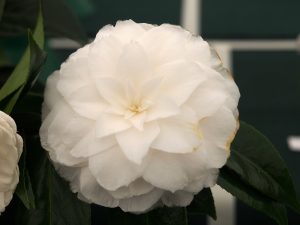 Camellia japonica ‘Matterhorn’