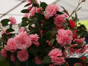Camellia ‘Spring Festival’