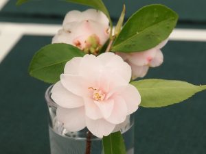 Camellia ‘Spring Mist’