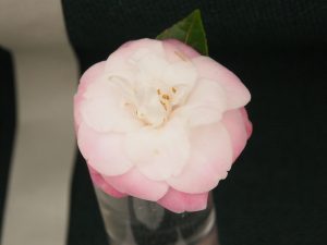 Camellia sasanqua ‘Sweet Jane’