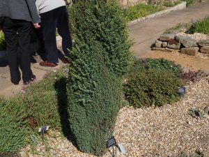 Juniperus communis ‘Compressa’