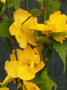 Kerria japonica ‘Golden Guinea’