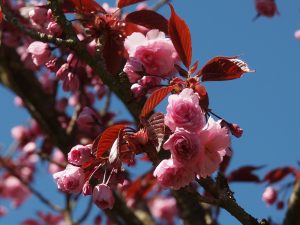 Prunus ‘Royal Burgundy’