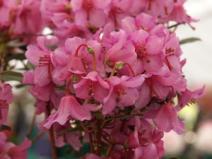 Rhododendron glaucophyllum