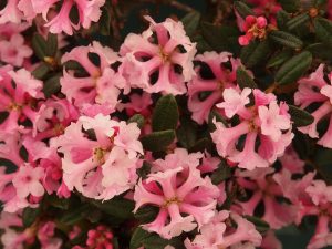 Rhododendron primuliflorum