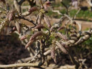 wisteria clump