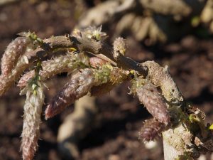 wisteria clump