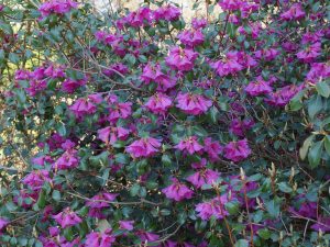 Rhododendron cinnarbarinum subsp xanthocodon ‘Purpurellum Group’