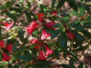 Rhododendron martinianum