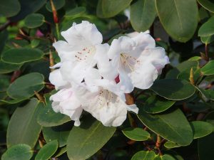 Rhododendron ‘Olympic Lady’