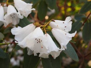 Rhododendron ‘Pook’