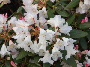 Rhododendron principis