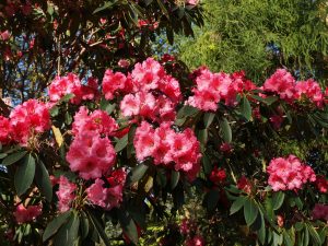 Rhododendron ‘Queen Wilhelmina’