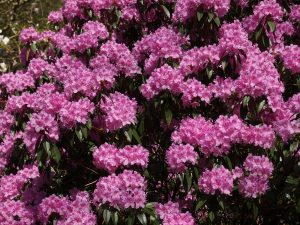 Rhododendron rubiginosum ‘Wakehurst’