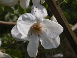 Magnolia pseudokobus ‘Kubishodoki’
