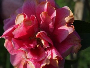 Camellia reticulata ‘Arch of Triumph’