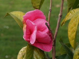 Camellia reticulata ‘Butterfly Wings’