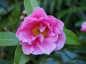 Camellia reticulata ‘Carl Tourje’