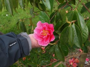 Camellia reticulata ‘Curtain Call’