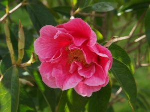 Camellia reticulata ‘Curtain Call’