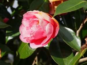 Camellia reticulata ‘Emma Gaeta’