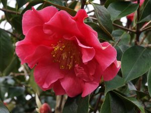 Camellia reticulata ‘Frank Houser’