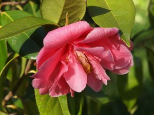 Camellia reticulata ‘Howard Asper’