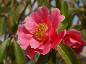 Camellia reticulata ‘Hulyn Smith’