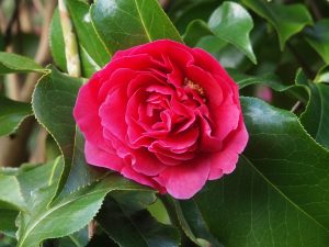 Camellia reticulata ‘Lady Piet’