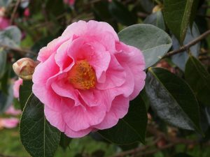 Camellia reticulata ‘Lasca Beauty’