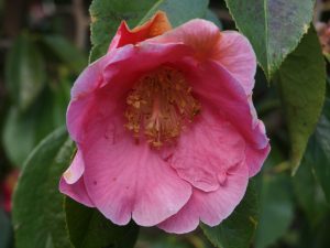 Camellia reticulata ‘Mouchang’