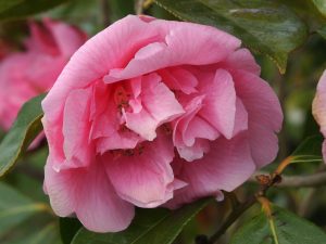 Camellia reticulata Nuccio’s 35