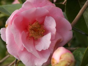Camellia reticulata Nuccio’s 36