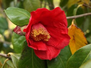 Camellia reticulata (hybrid) ‘Red Chrystal’
