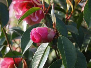 Camellia reticulata ‘Red Emperor’