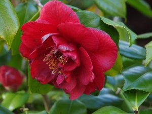 Camellia reticulata ‘Satans Robe’