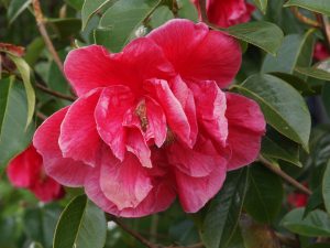 Camellia reticulata ‘S P Dunn’