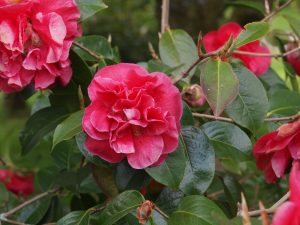 Camellia reticulata ‘S P Dunn’