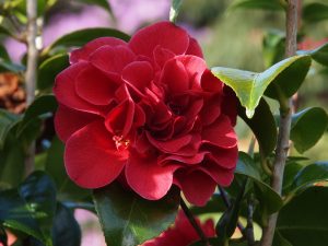 Camellia reticulata ‘Tom Knudsen’