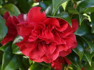Camellia reticulata ‘Tom Knudsen’
