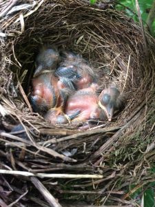 Thrush eggs have hatched