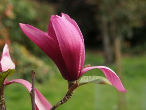 Magnolia ‘Burgundy Star'