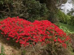 Rhododendron ‘Elizabeth’