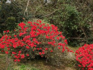 Rhododendron ‘Elizabeth’